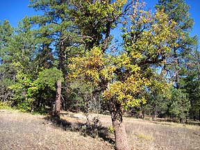 Sycamore Point, Arizona, October 29, 2011